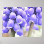 Fragrant Muscari Blooms Print