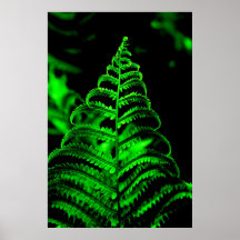 Framed Macro-Photograph of Fern Print