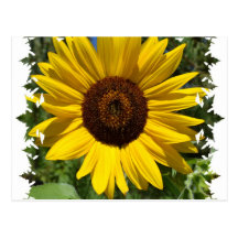 Framed Yellow Sunflower Postcard
