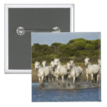 France, Camargue. Horses run through the estuary 3 Button