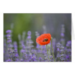 France, Provence. Lone poppy in field of Card