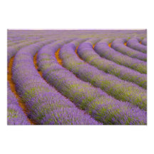 France, Provence region. Curved rows of Photo Art