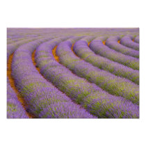 France, Provence region. Curved rows of
