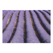 France, Provence. Rows of lavender in bloom. 2 Photo Art