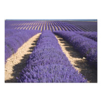 France, Provence. Rows of lavender in bloom. 3