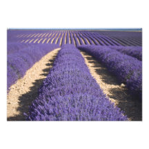 France, Provence. Rows of lavender in bloom. 3 Photo Print