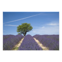 France, Provence. Rows of lavender in bloom. 4 Photo Art