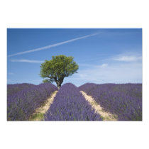 France, Provence. Rows of lavender in bloom. 4