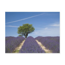 France, Provence. Rows of lavender in bloom. 4 Postcards