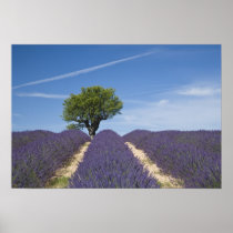 France, Provence. Rows of lavender in bloom. 4