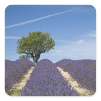 France, Provence. Rows of lavender in bloom. 4 Stickers