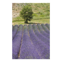 France, Provence. Rows of lavender in bloom. Photo Art
