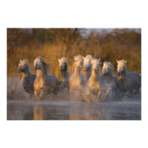 France, Provence. White Camargue horses