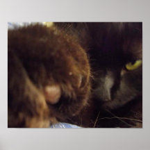 Francis' Paw Cat Poster