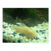 Francis the albino catfish postcards