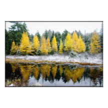 Franconia Pond Larches Photo
