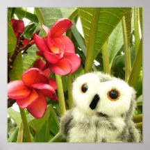 Frangipani Poster