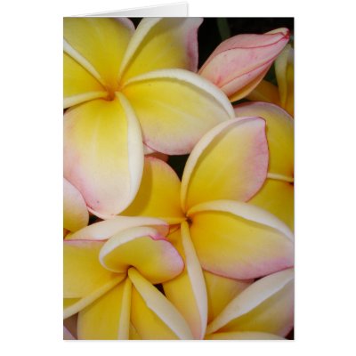 Frangipani Greeting Cards by joeyartist