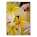 Frangipani cards