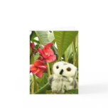 Frangipani Cards