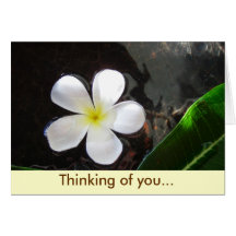 Frangipani Carte De Vœux
