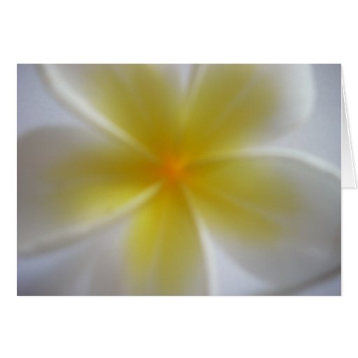 Frangipani Cartes De Vœux