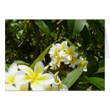 Frangipani Cartes De Vœux