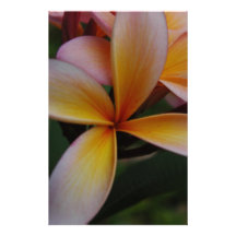 Frangipani design stationery paper