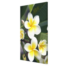 Frangipani flower Cook Islands Gallery Wrapped Canvas