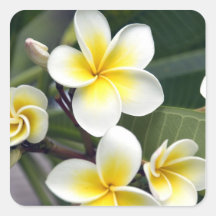Frangipani flower Cook Islands Stickers