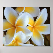 Frangipani flower poster
