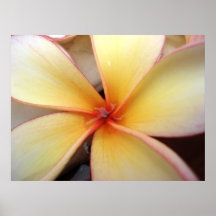 Frangipani flower print