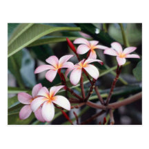 Frangipani Flowers Postcard