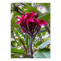 Frangipani hawaïen cartes