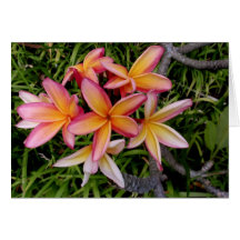 Frangipani hawaïen cartes de vœux