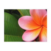 Frangipani I Post Cards