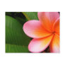 Frangipani I Post Cards