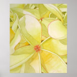 Frangipani jaune citron affiche