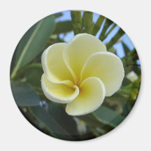 Frangipani Magnet