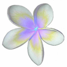 Frangipani Magnet Photo Cutouts