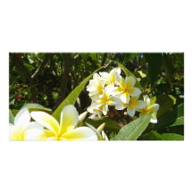 Frangipani Modèle Pour Photocarte