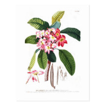 Frangipani Post Card