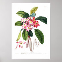 Frangipani Posters