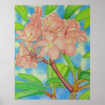 Frangipani rose posters
