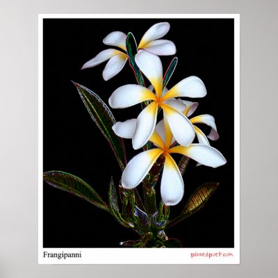 Frangipanni Poster by pissedpoetcom