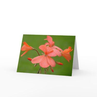 Frank Greeting Card by CHOLOEPUS