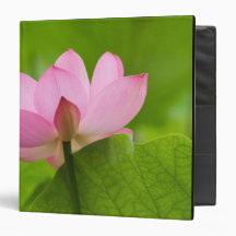 Franklin NC, Perry's Water Garden, Lotus Binders