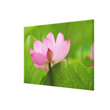 Franklin NC, Perry's Water Garden, Lotus Gallery Wrap Canvas