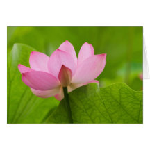 Franklin NC, Perry's Water Garden, Lotus Cards