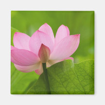 Franklin NC, Perry's Water Garden, Lotus Refrigerator Magnets